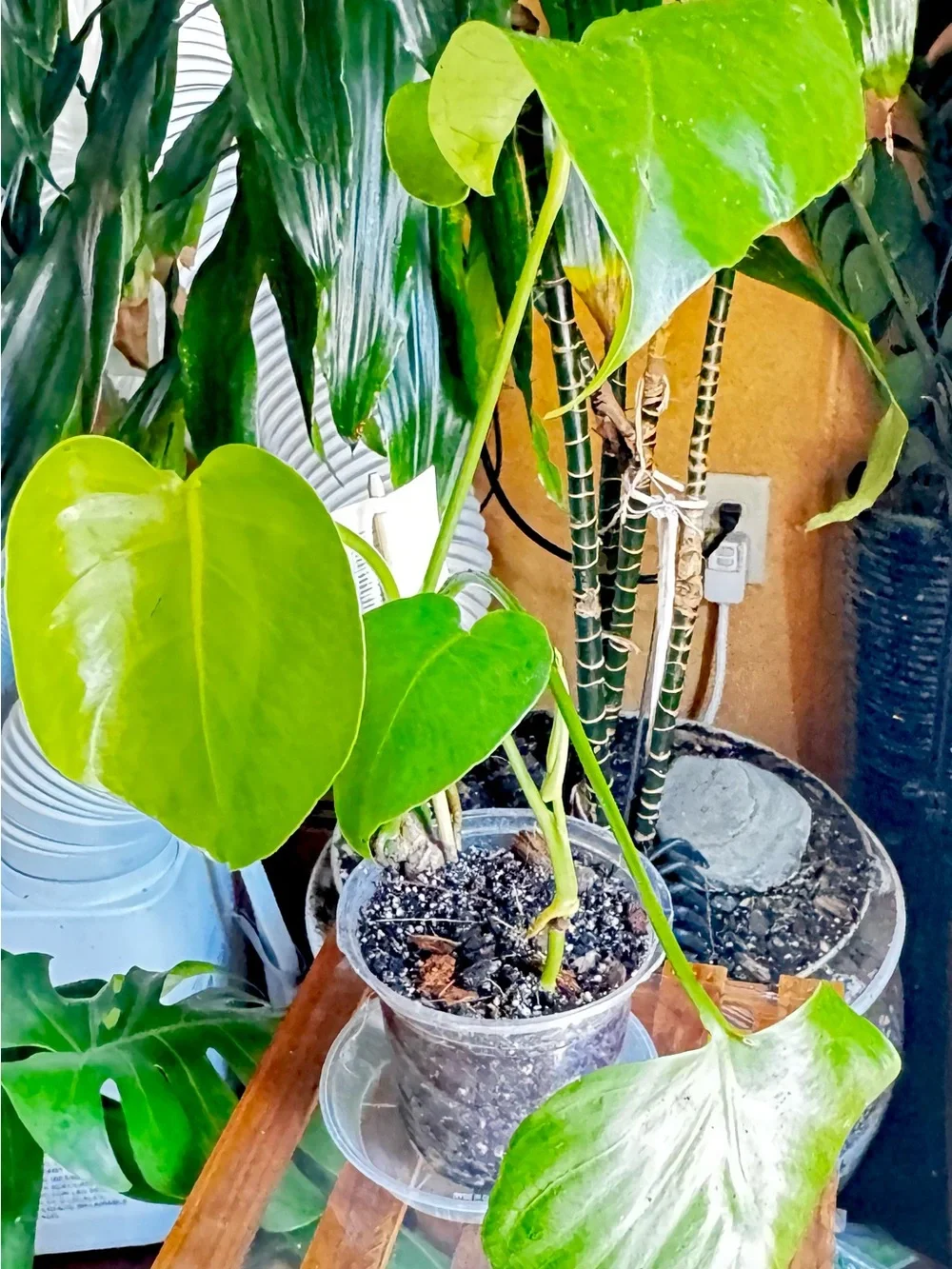 Green Monstera deliciosa Potted Plant - Home Accents